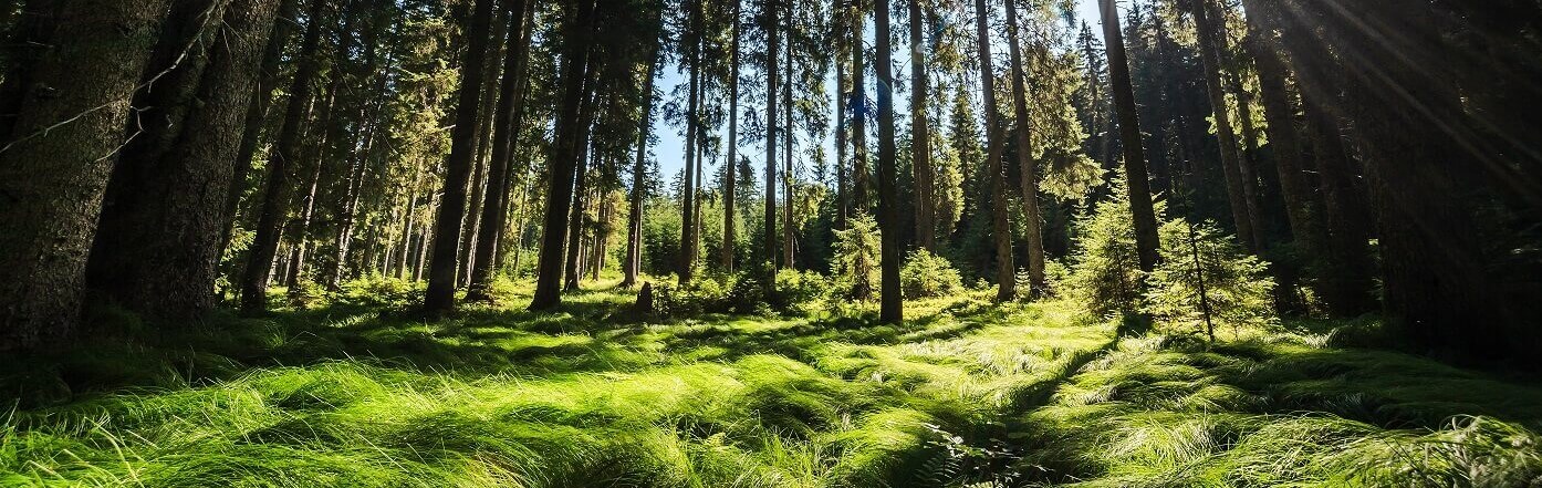 TNP_014_Forests on Pokljuka plateau_photo_Ales Zdesar_orig2020B